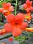 Red Orange Flowers With Stone Background