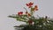 Red and orange flowers on the top of a tree