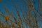 red orange fluffy twigs of pussy willow on tree in the light of sunset, against blue sky with moon in spring, April