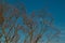 red orange fluffy twigs of pussy willow on trees in the light of sunset, against blue sky with moon in spring in April