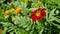 Red and orange French marigolds.