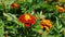 Red and orange French marigolds.