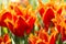 Red and Orange fringed Tulips