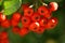 red orange fruit of rowan mountain ash bunch group