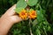 Red and orange Gandapana flowers.