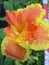 red-orange ganyong flowers apart from having beautiful flowers ganyong itself has many health benefits