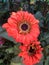 Red with orange Gerbera flower