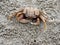Red or orange ghost or sand crab with pale color body is in front of its burrow or hole with sediment balls or pellets