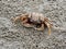 Red or orange ghost or sand crab with pale color body is in front of its burrow or hole with sediment balls or pellets