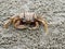 Red or orange ghost or sand crab with pale color body is in front of its burrow or hole with sediment balls or pellets