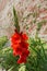 Red orange Gladiolus flower sword lily in the summer sun