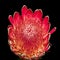 Red orange glowing protea blossom surrealistic vintage macro on black background