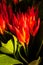 Red and Orange Heliconia psittacorum Flowers