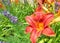 Red Orange Hemerocallis Lily with Lavendar Lavandula RS