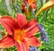 Red Orange Hemerocallis Lily with Lavendar Lavandula Square