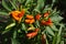 Red, orange and immature green chilies peppers on the vine
