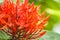 Red orange ixora flower is blooming in summer