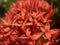 Red and Orange Jungle Geranium Flowers