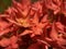 Red and Orange Jungle Geranium Flowers