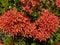 Red and Orange Jungle Geranium Flowers