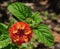 Red and orange Lantana flower and green leaves.