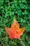 Red and Orange maple leaf on green clovers