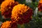 Red and Orange Marigold Flowers on Sunset