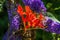 Red Orange Montbretia Crocosmia Blooming Macro