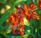 Red Orange Montbretia Crocosmia Blooming Macro
