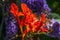 Red Orange Montbretia Crocosmia Blooming Macro