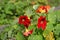 Red and orange nasturtiums in the garden. Flowering