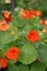 Red and orange nasturtiums in the garden. Flowering