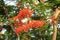 Red - orange Peacock flower. Splendid Gulmohar flowers, Flam boyant, The Flame Tree, Royal Poinciana tree)