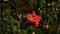 Red orange petals of Super Star rose with green buds in garden