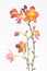 Red orange Philippine ground orchids