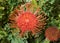 Red orange pincushion protea flower