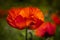 Red orange poppies growing in meadow