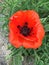 Red orange poppy black and blue colourful centre pod green leaves urban concrete