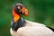 Red orange portrait condor. King vulture, Sarcoramphus papa, large bird found in Central and South America. Flying bird, forest in