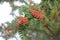 Red and orange ripe rowan fruits or berries with green leaves rowan-berry, rowan, rowanberry, rowan tree, ash-berry, rowan berrie