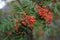 Red and orange ripe rowan fruits or berries with green leaves rowan-berry, rowan, rowanberry, rowan tree, ash-berry, rowan berrie