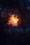 Red-orange rising sun through the branches of trees, silhouetted leaves and branches against the backdrop of the rising sun,