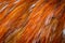 Red and orange rooster feathers. background or texture