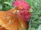 Red Orange Rooster resting in Grass