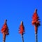 Red Orange spiky flowers on a blue sky