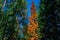 red orange tall larch tree among green trees in Siberian forest, blue sky