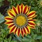 Red orange tiger gazania flower