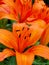 Red Orange Tiger Lily adds color to a garden