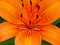 Red Orange Tiger Lily closeup