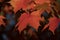 Red  and orange tones on maple foliage - 6